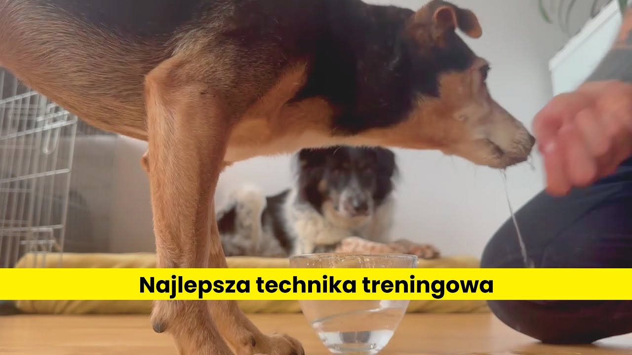 Kształtowanie w treningu psów