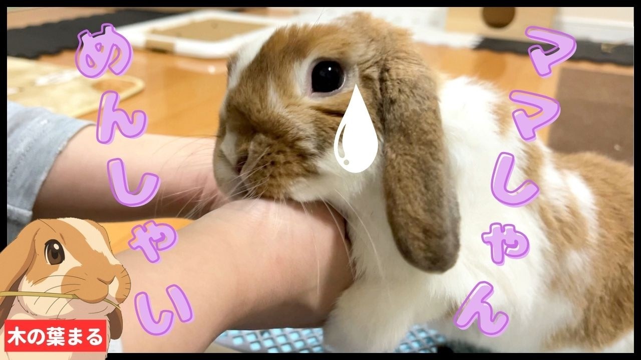 【反則】叱られたまるちゃんの謝り方が必死すぎてママ完敗…ｗ