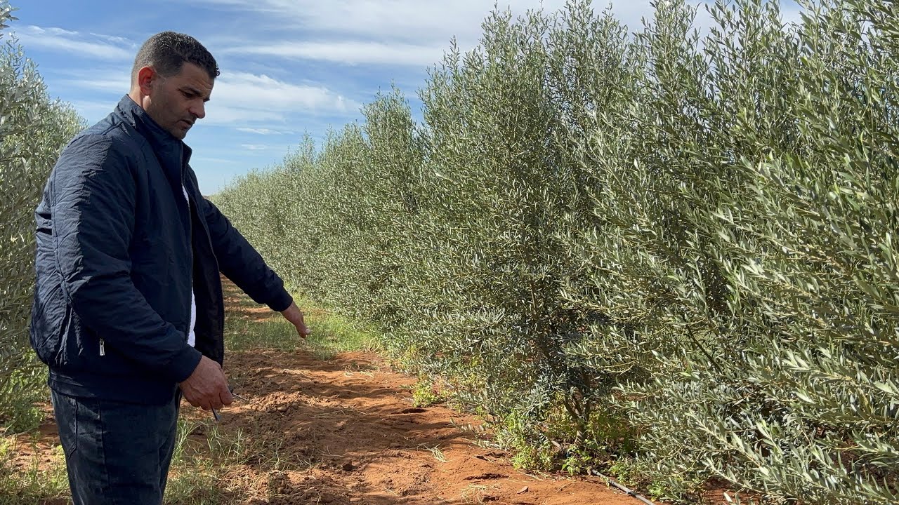 زراعة الزيتون بالمغرب اشنو معمول مع ذودة واشنو دواء لخاصها 