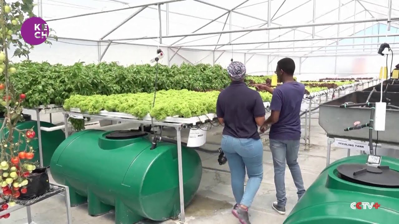 Hydroponic Farming Gains Traction in South Africa