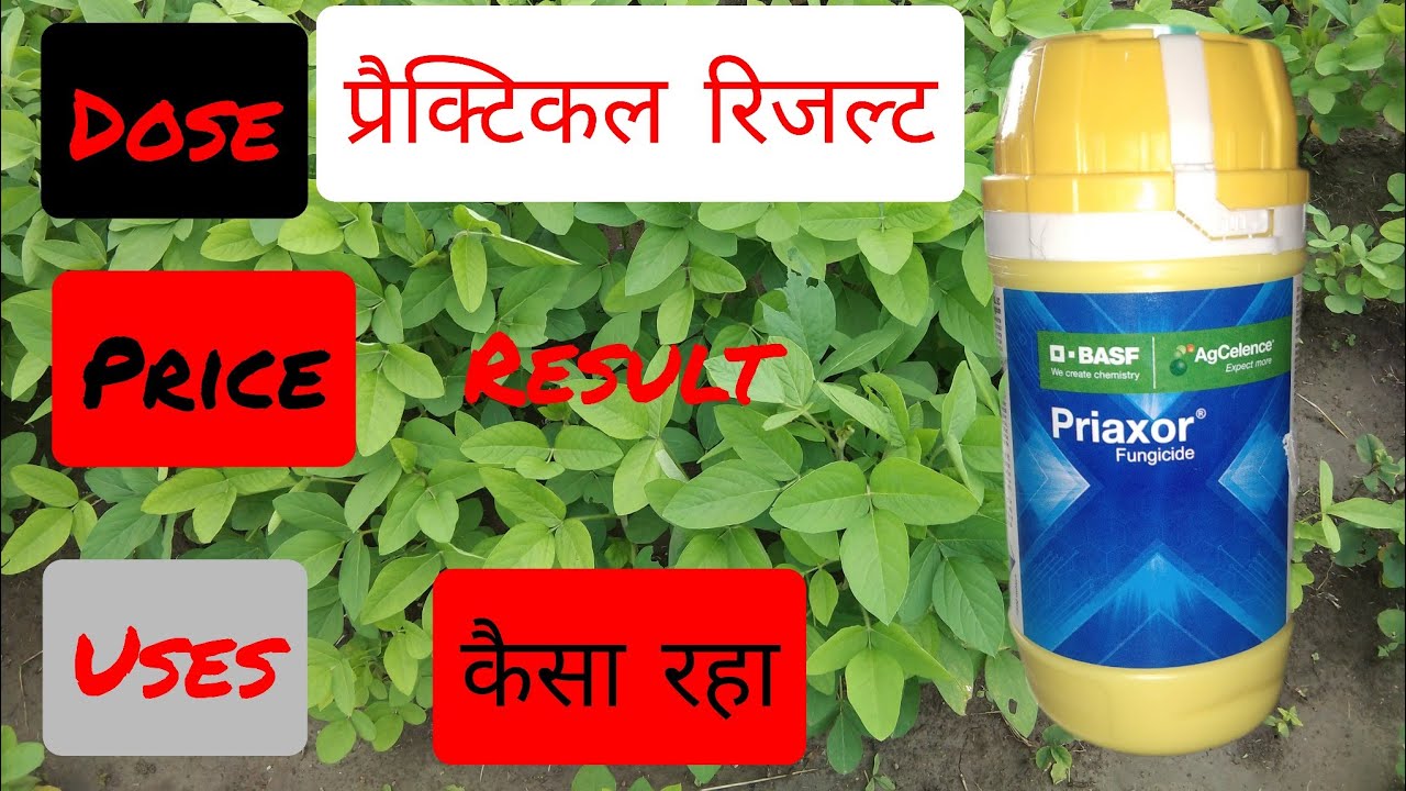 BASF Priaxor Fungicide,10 din bad result kesa raha,prixor fungicide ki sampurn jankari,price,dose