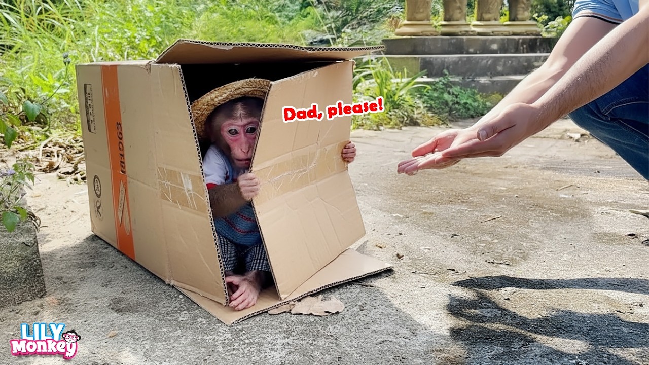 What happened to Lily? Why is she riding in a box? | Lily's story