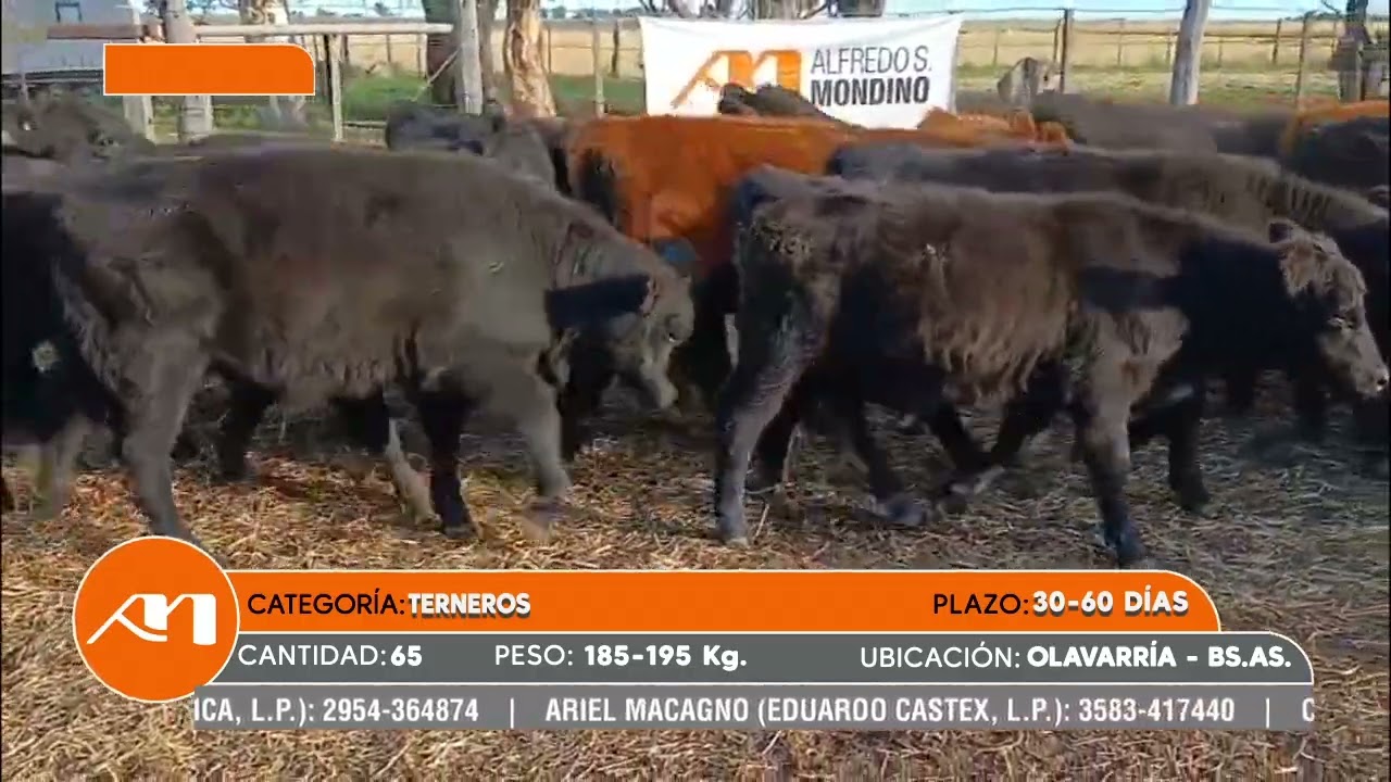 LOTE 76