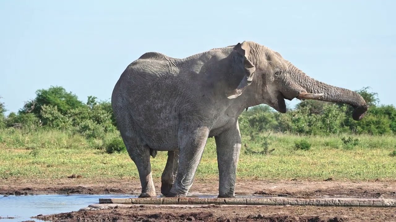 Namibia wildlife with Matakwa Safaris