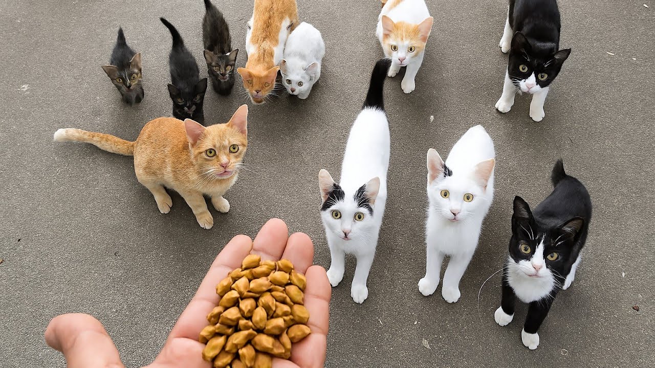 of stray cats, both young and old, continues to suffer from ongoing illness due to the lack of food.