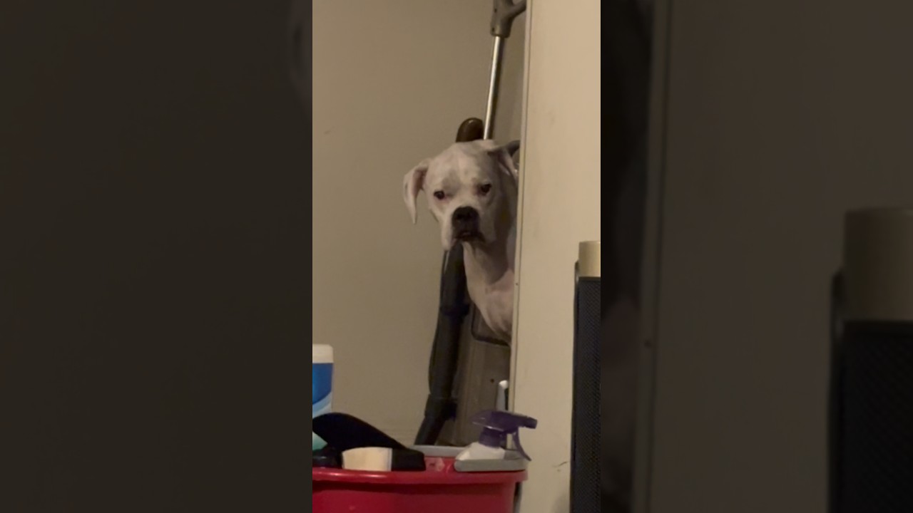 Thor do be nosy! 