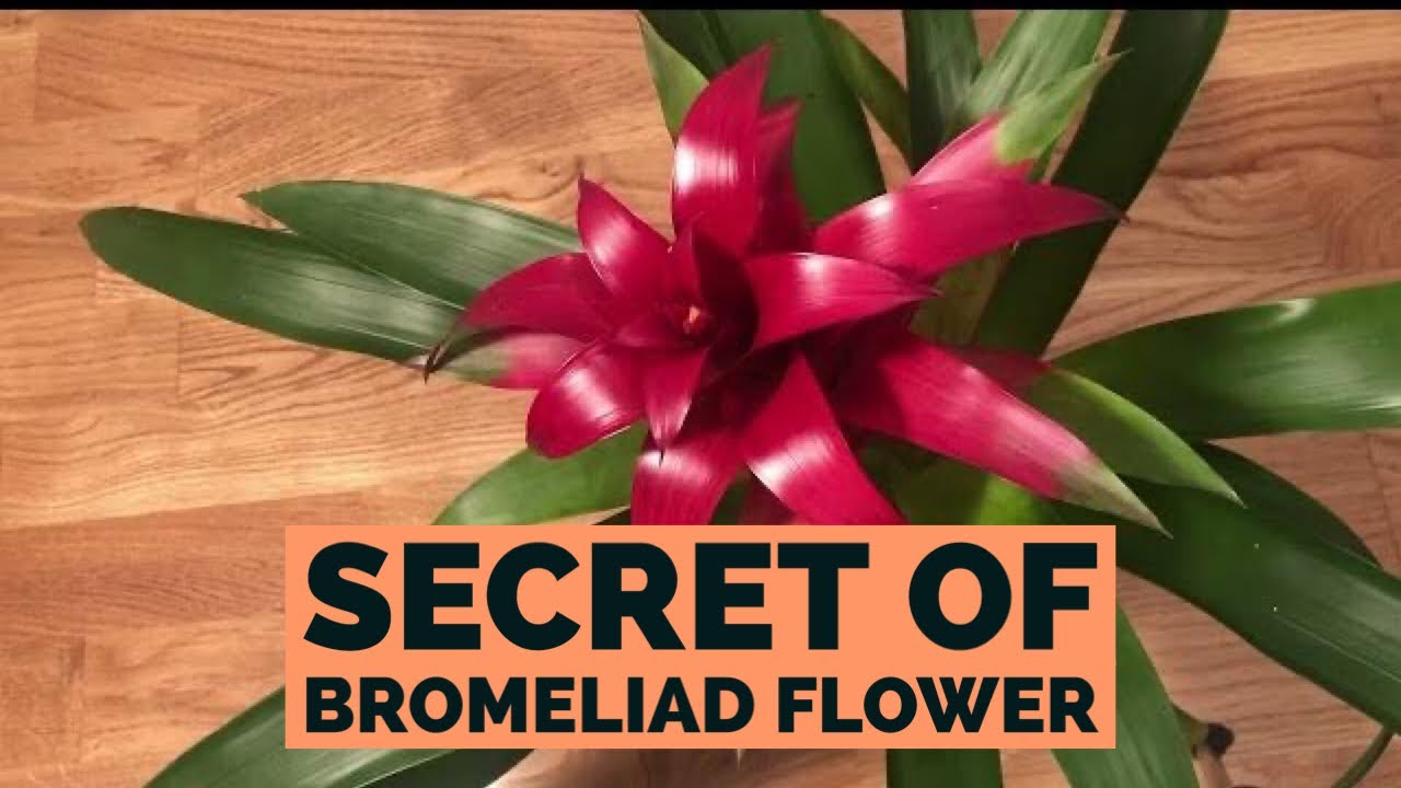 Bromeliad (Guzmania) - How To Care