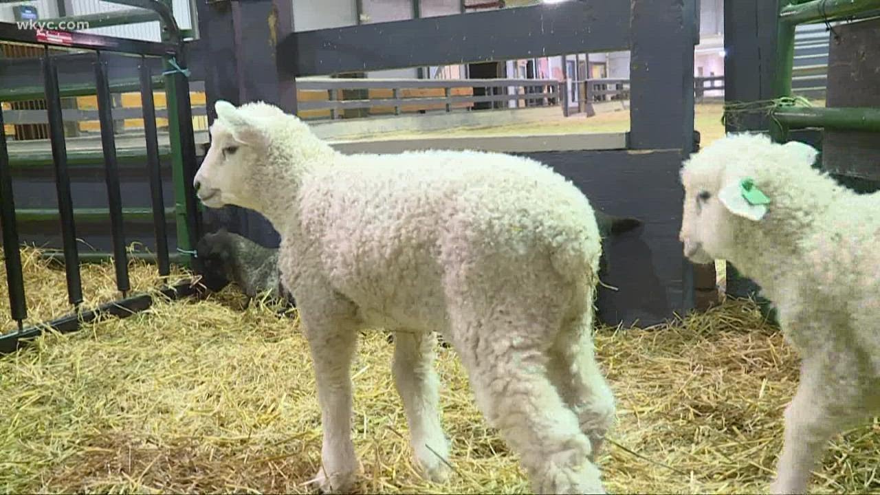 Here's how Lake Metroparks Farmpark is handling its early spring baby boom!