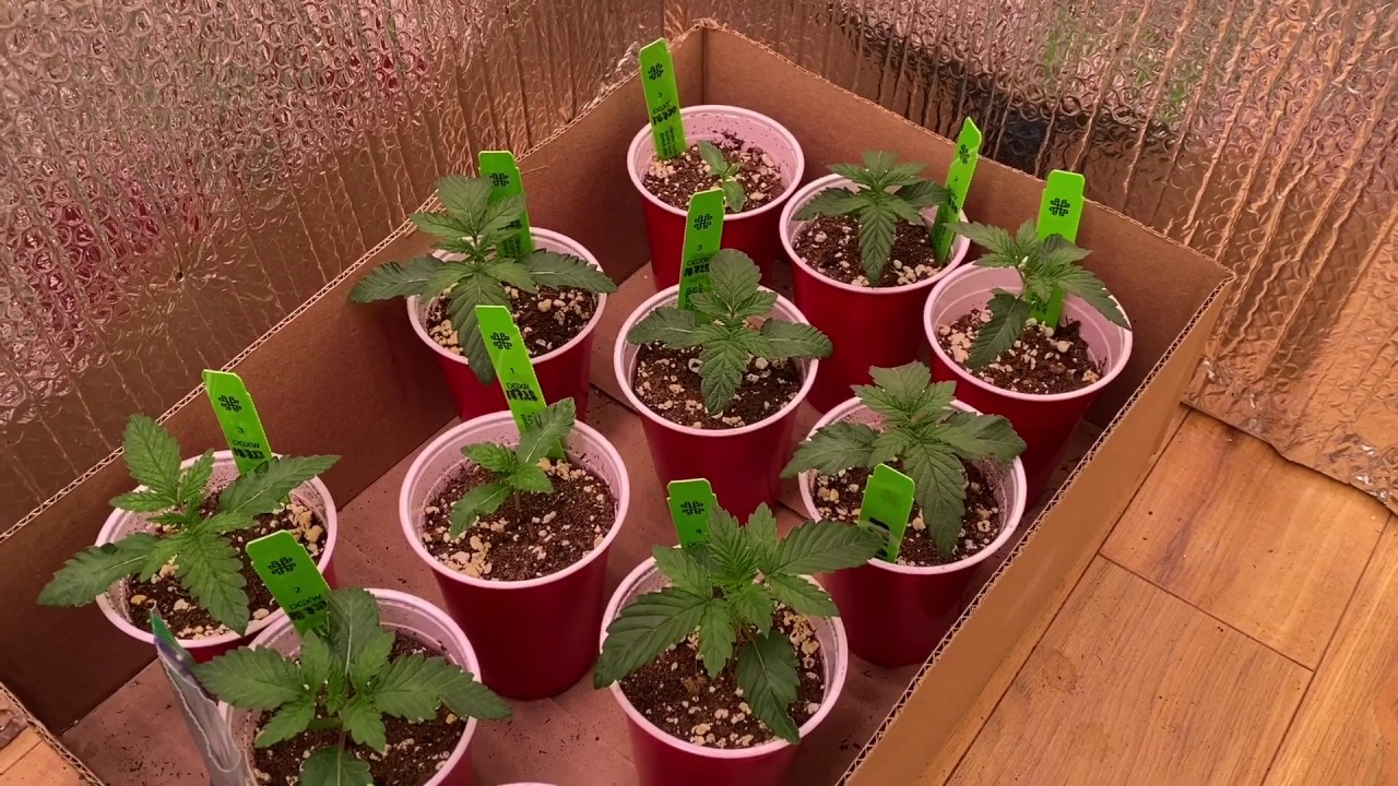 Training for big nugs - mainline update - outdoor grow