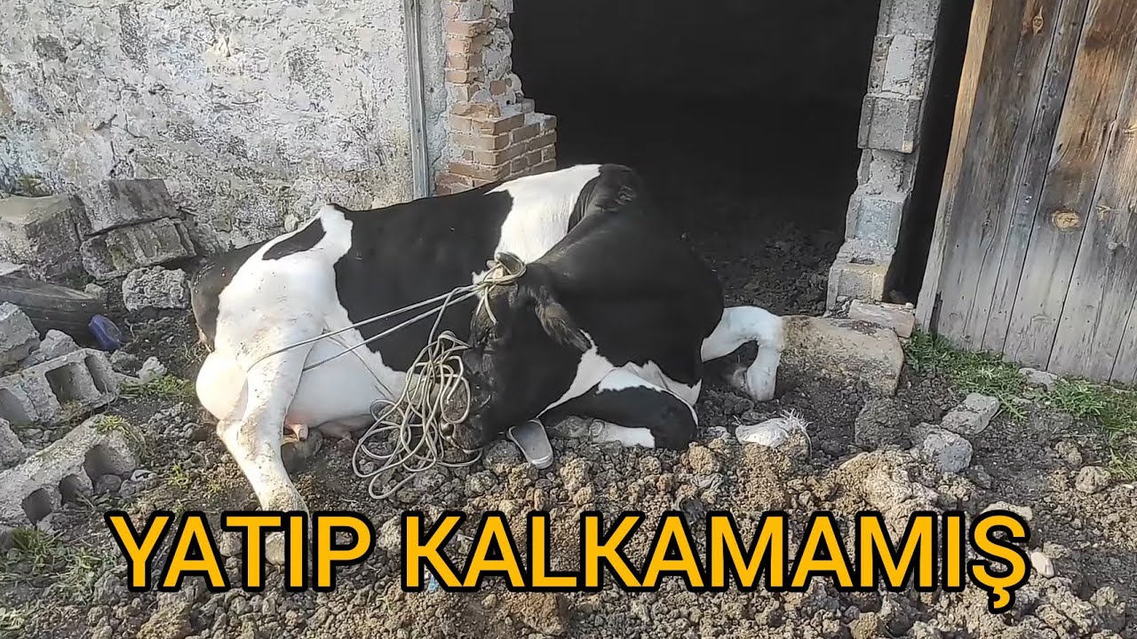 İNEKLER NEDEN KALKAMAZ? / KORUYUCU TEDBİRLER NELERDİR? #tarım #business #köy