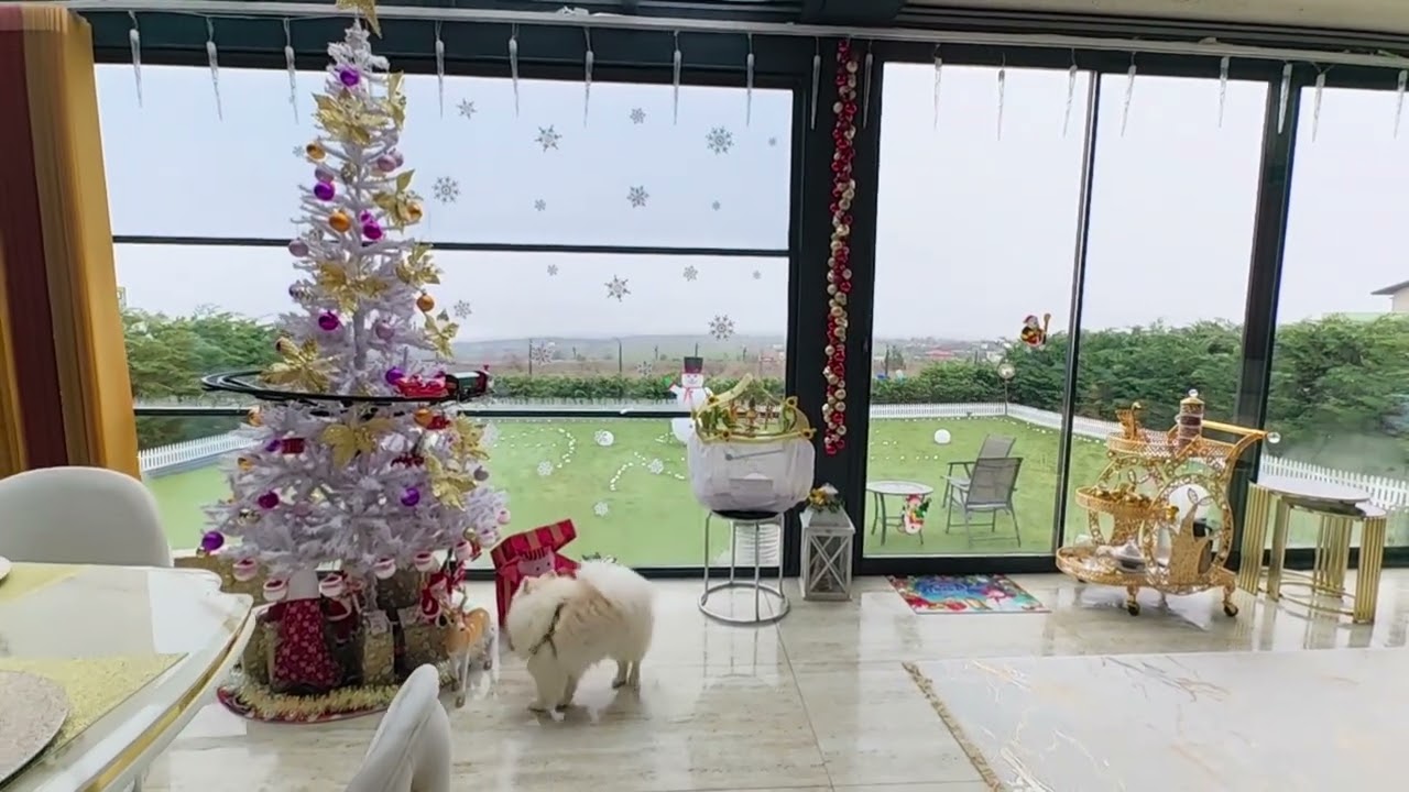 Christmas is coming. Snowby can't wait his Christmas gift. 