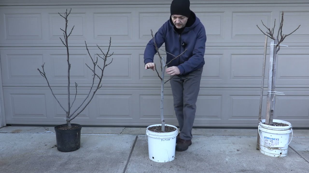 Fig Trees In Containers - Open Center, Single Trunk Form