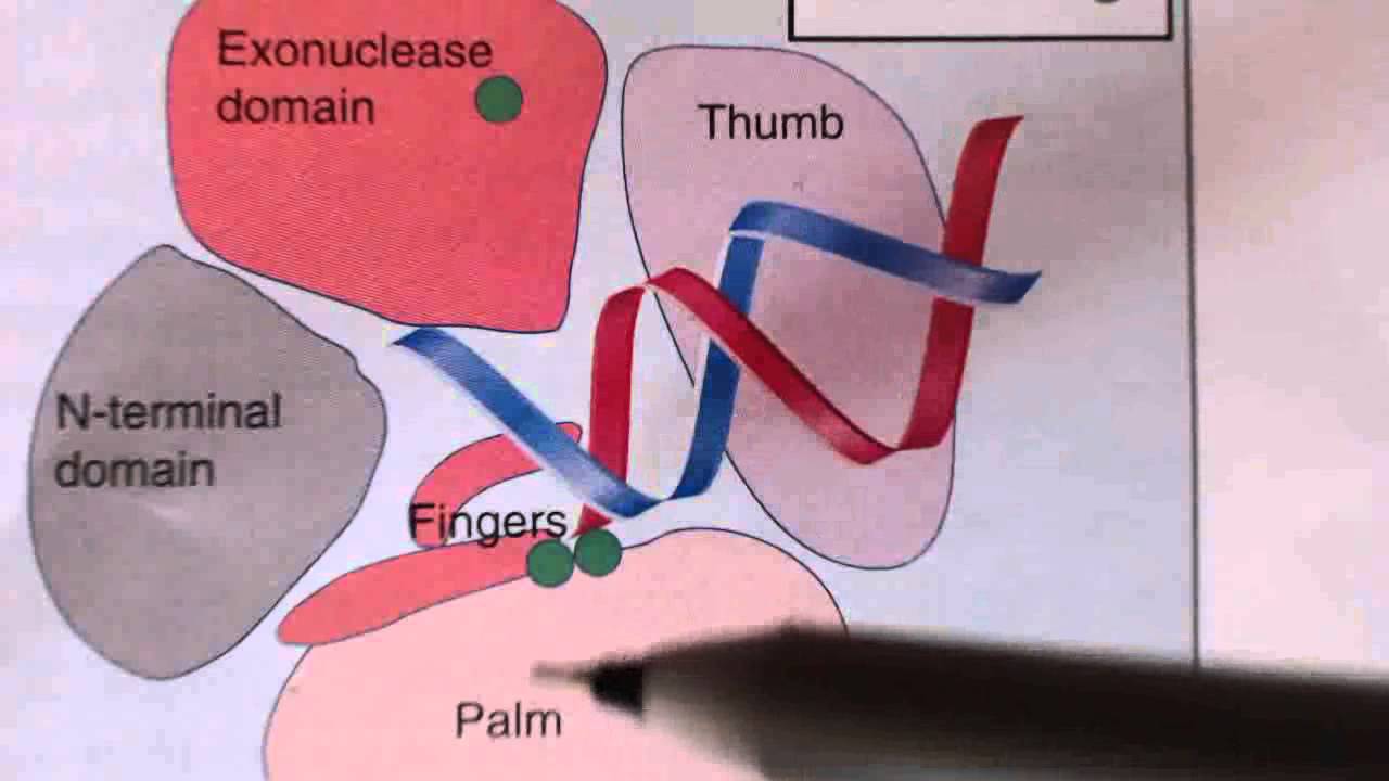DNA replication in prokaryotes lecture 1