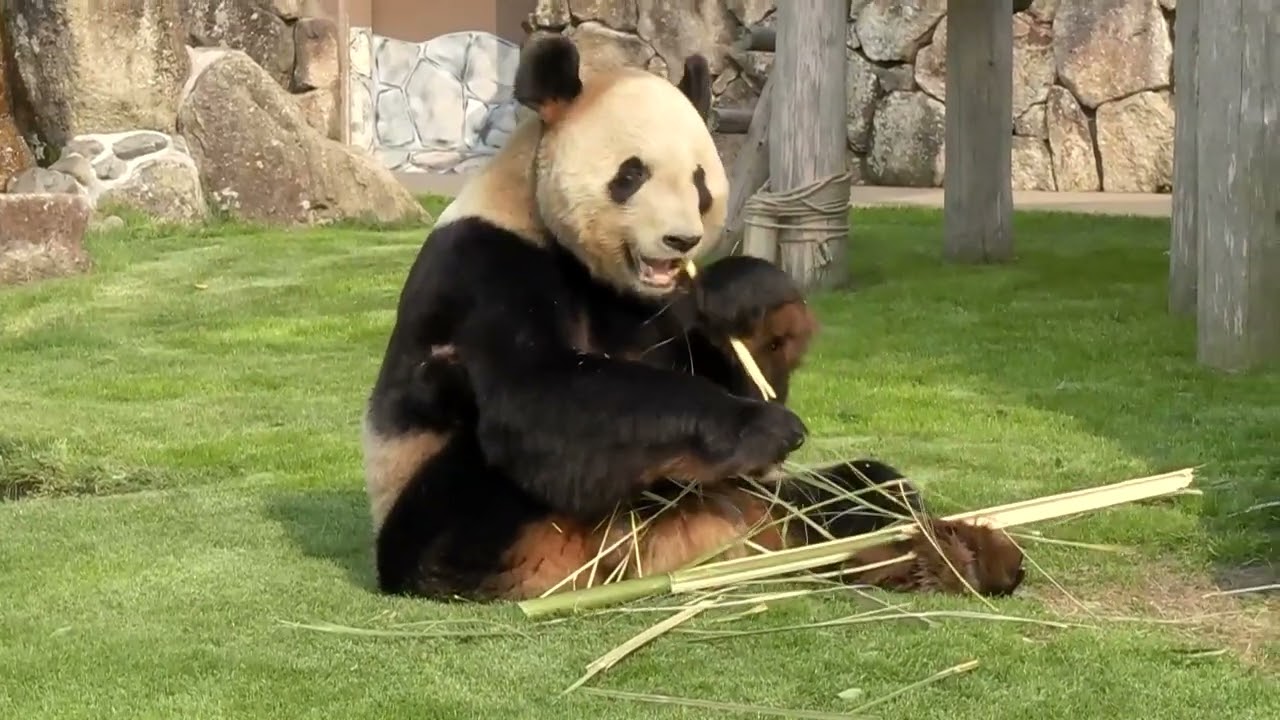 アドベンチャーワールド 数頭のパンダ (2014.4.10)