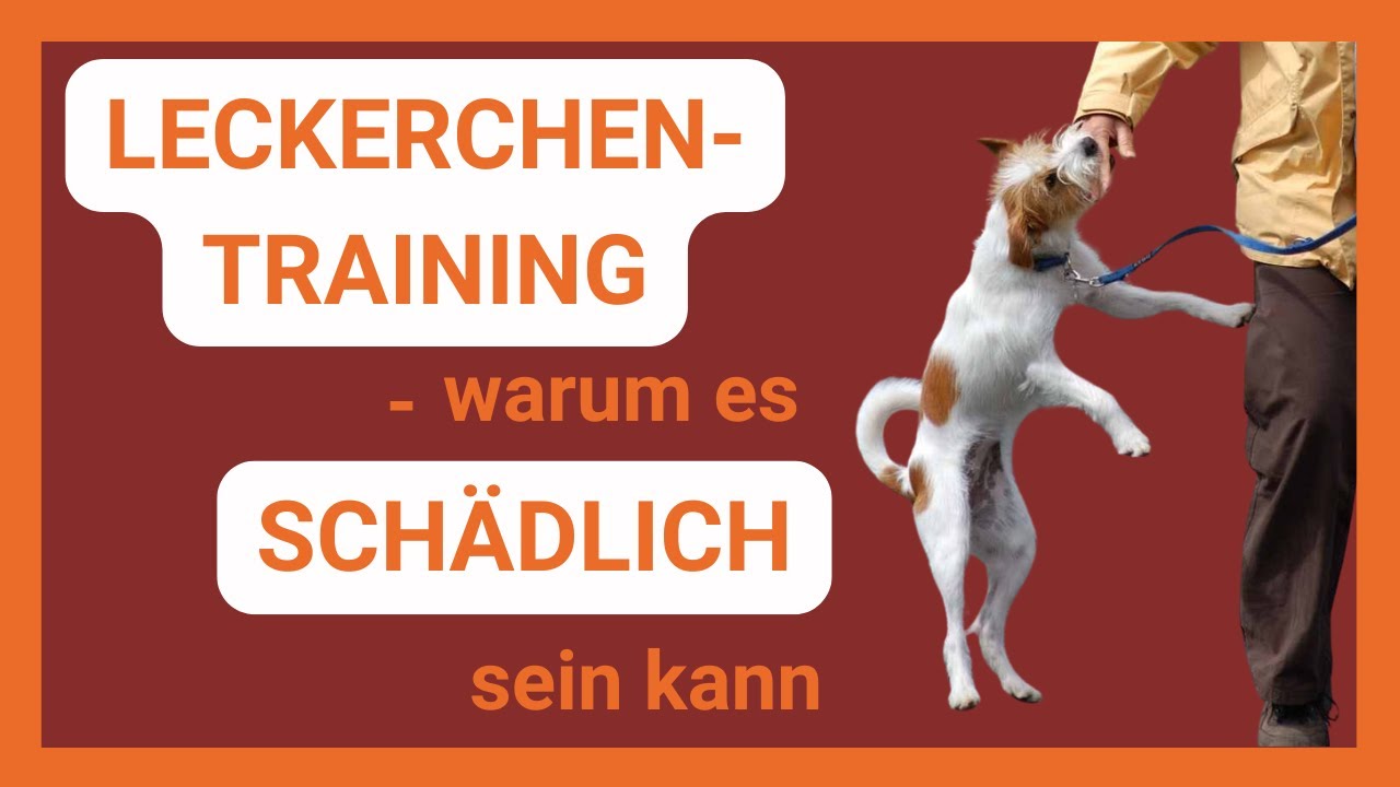 Leckerchen-Training:  Futter und Bindung – Was du falsch verstehst!