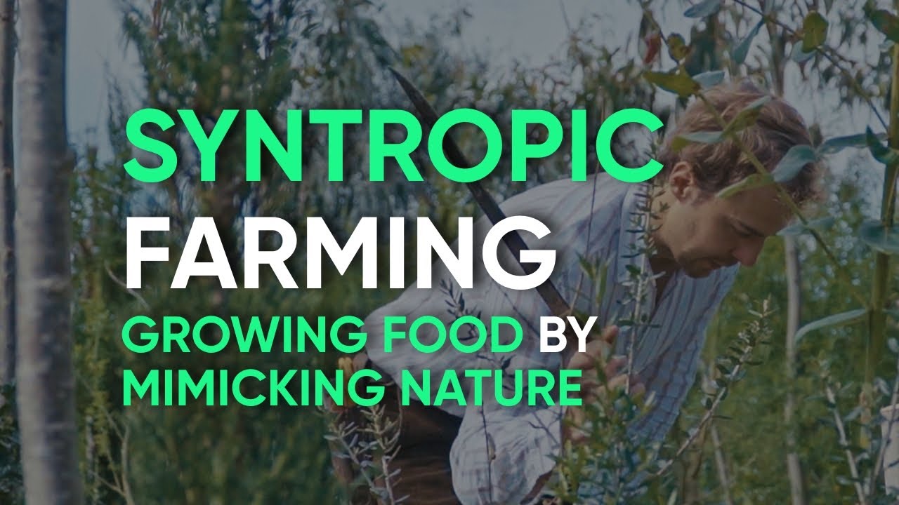 Discover the Power of Syntropic Agriculture
