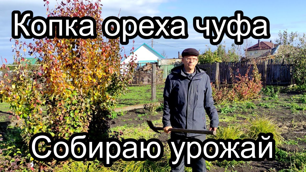 Копка ореха чуфа Собираю урожай