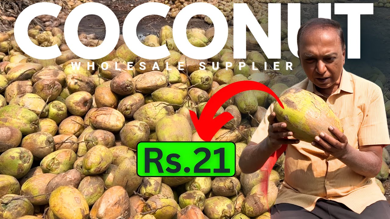 Coconut Wholesale Business Tamil🔥 | அதிக லாபம் தரும் தேங்காய் தொழில் 