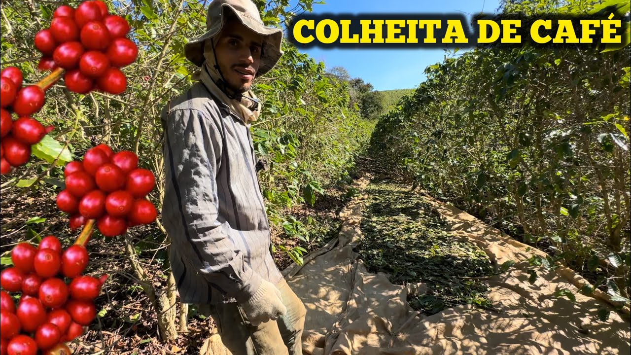 TUDO QUE VOCÊ PRECISA SABER SOBRE COLHEITA DE CAFÉ