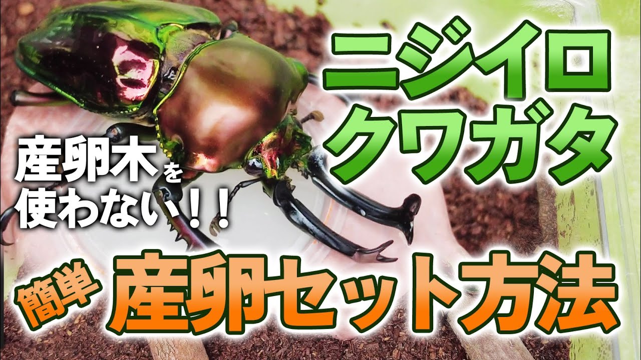 【簡単＆産卵確率UP！ 】ニジイロクワガタの産卵セット方法！産卵木を使わず発酵マットだけのシンプルなセットでも産卵に効果的なコツをご紹介します♪