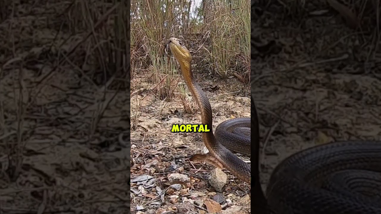 Inland Taipan Snake The Most Venomous Snake in the World! #InlandTaipan#DeadlySnake#snakes