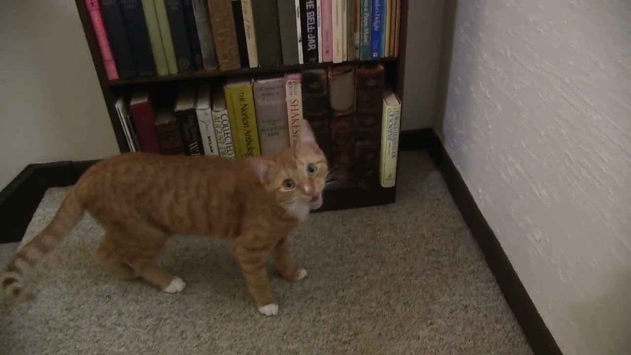 Vincent Likes to Play Fetch (Round 2)