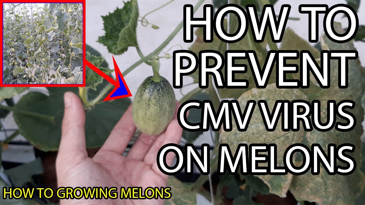GUIDE TO GROW MELONS - How To Prevent CMV Virus On Muskmelons (CANTALOUPE)