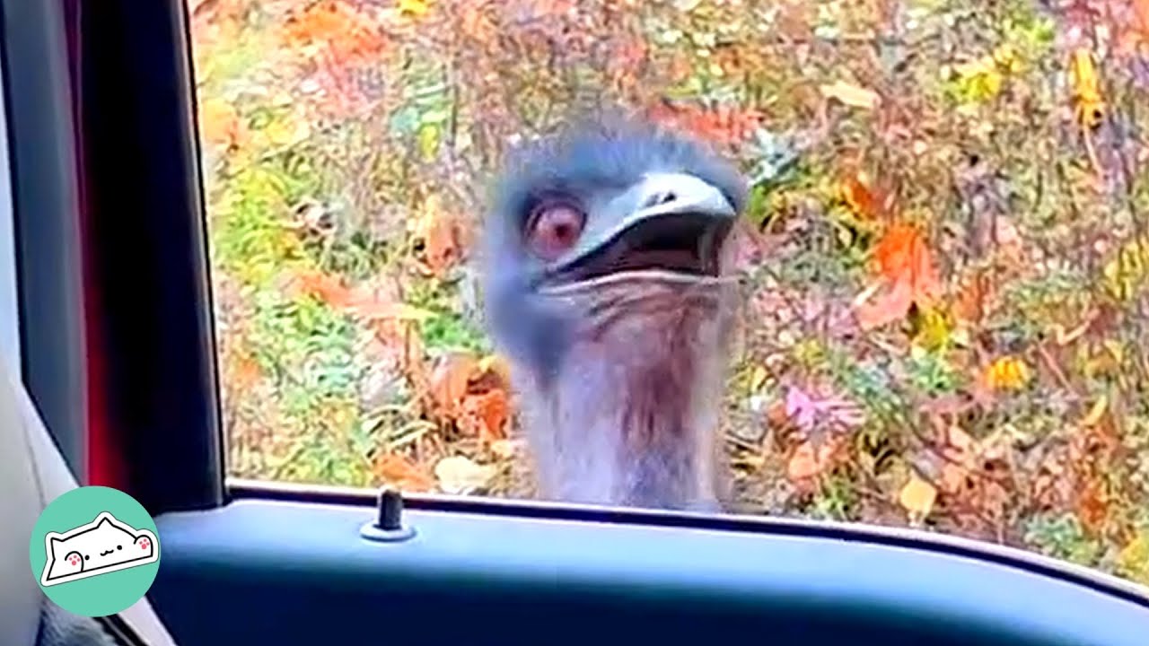 Emu Lost Her Mate. New Family Tries to Bring Happiness Back Into Her Life | Wild Buddies