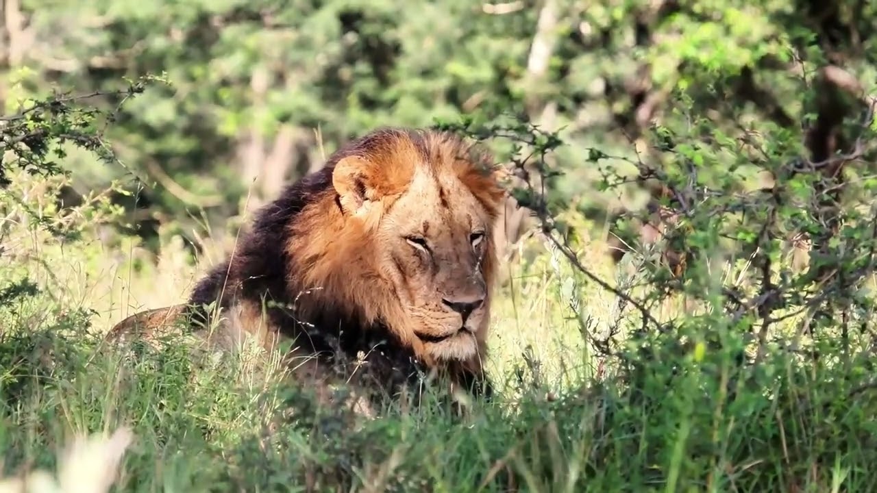 Rhino River Lodge | Experience a Big Five Safari in Zululand, South Africa