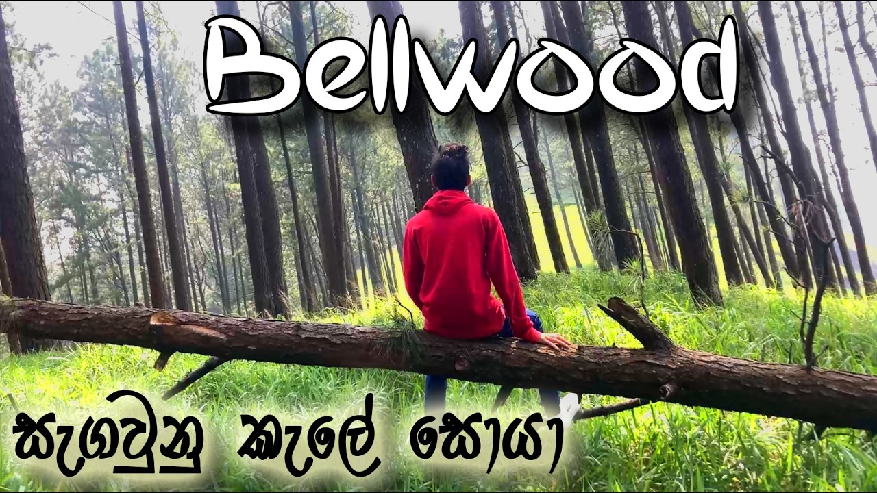 Bellwood Kandy Sri Lanka  පයිනස් කැළේ   USHAN SASMITHA #kandy #bellwood