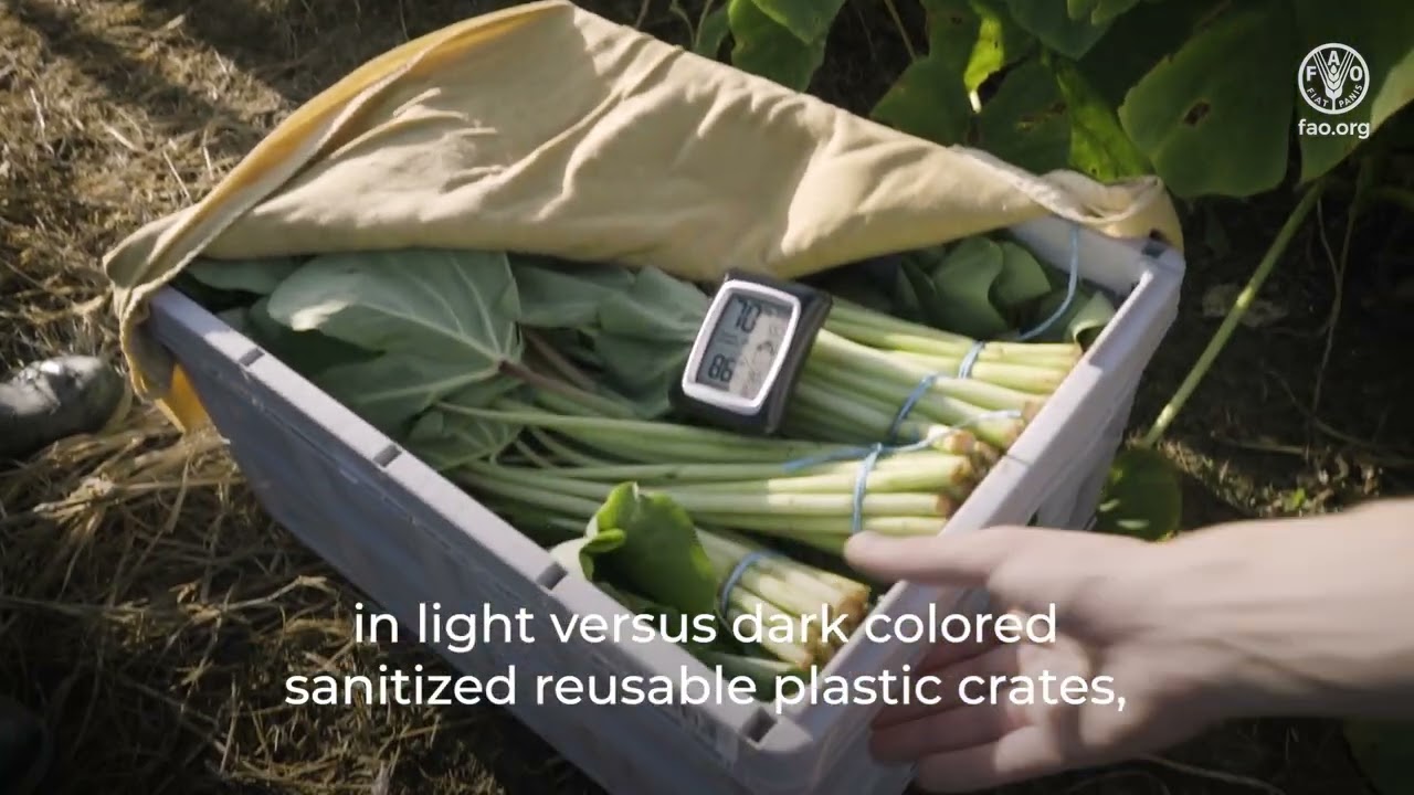 Technical tips to maintain quality and reduce losses - Harvesting and handling leafy vegetables