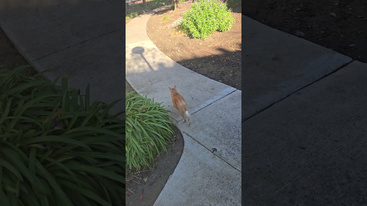 End of 1/11/26 cat walk me and my shadow 🐱😴🎤