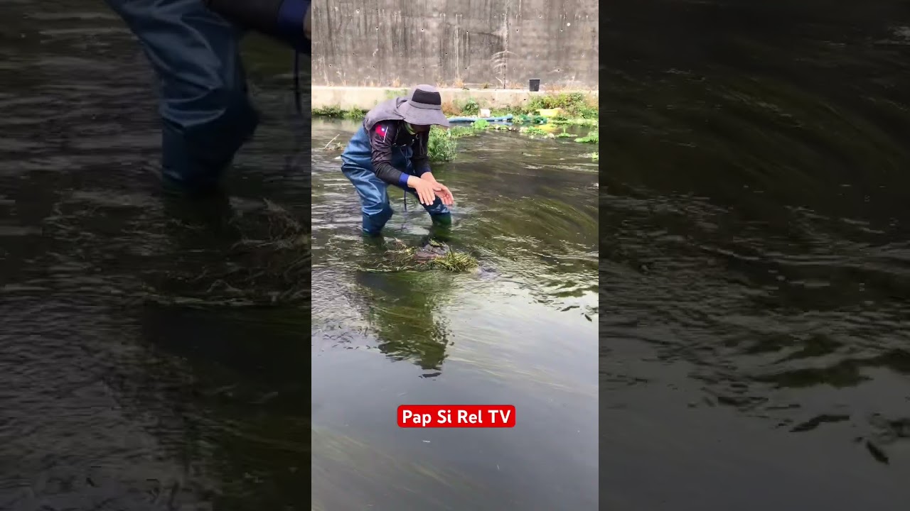 Two big carp hiding in the moss #video #fishing #viralvideo #carp #vlog #carpfishing #viralshorts