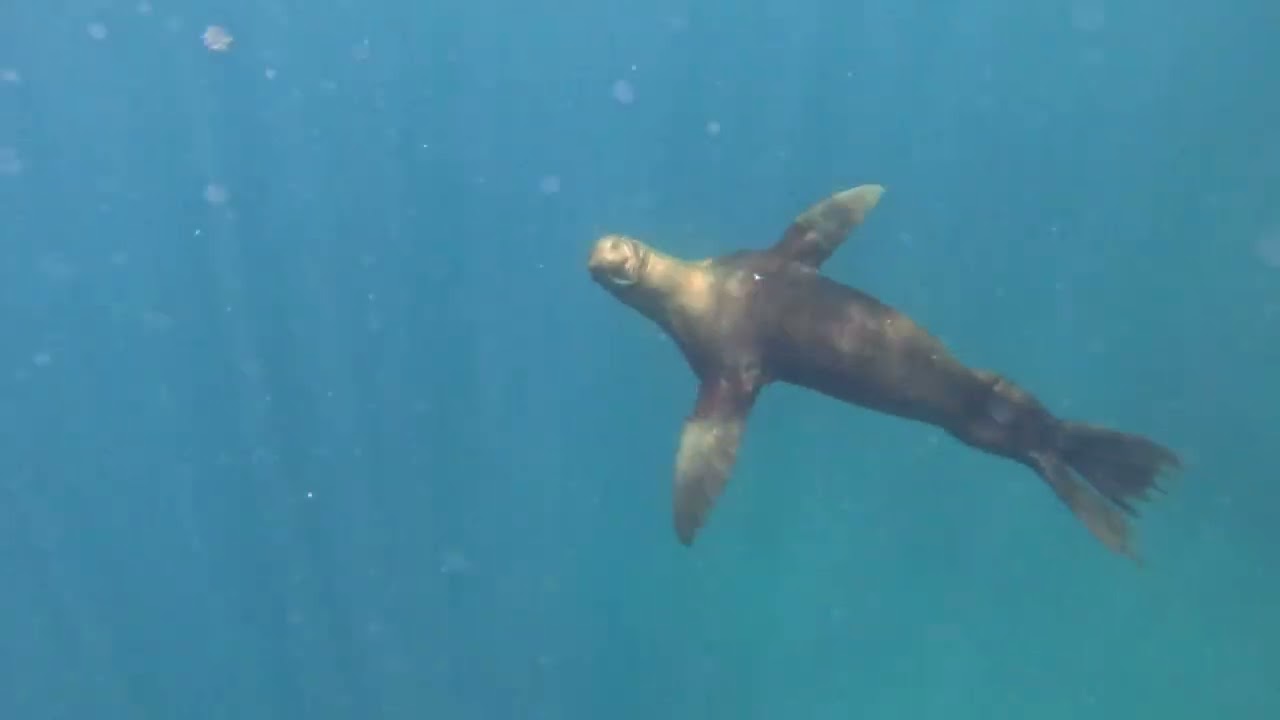 -SPEARFISHING MEXICO- Mix Shots ( Pacific Yellowtail & Cabrilla)