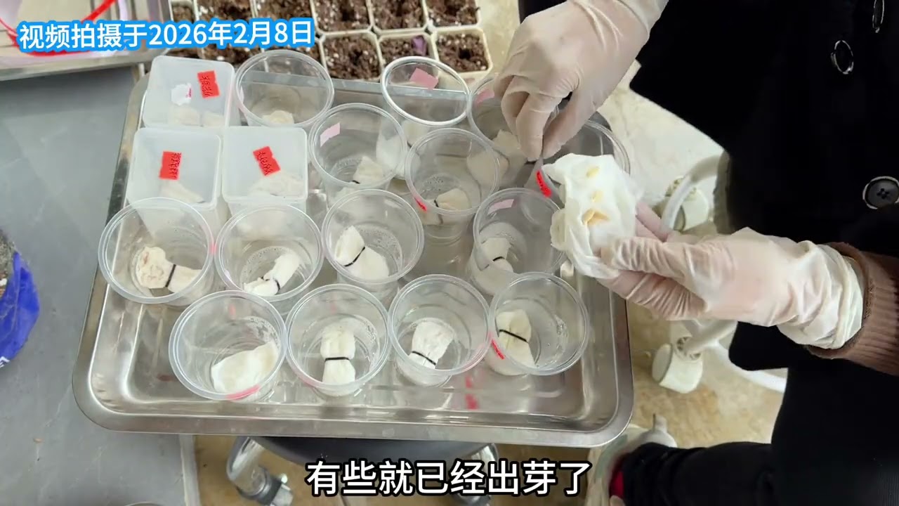2026年春季瓜果育苗 2026年春季瓜果育苗#春季瓜果育苗 #育苗