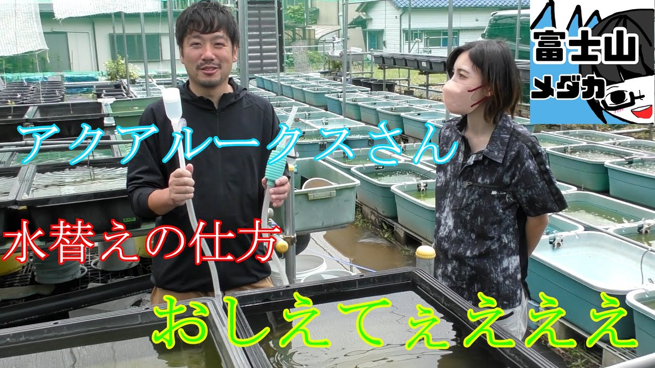 アクアルークスさんにお邪魔しました　初心者さん向けに水替えの仕方教えてもらって来ました