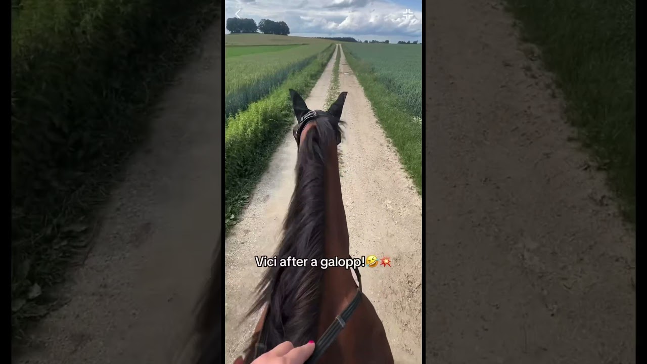 Ist das bei euch auch so?🤣😴👉🏻💥 #pferd #horse #equestrian #galopp