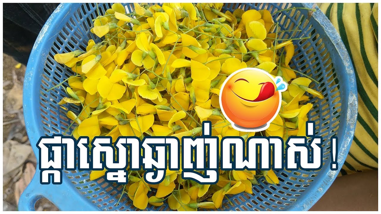 Collecting Sesbania Flowers For Eating - Khmer Village Daily Life