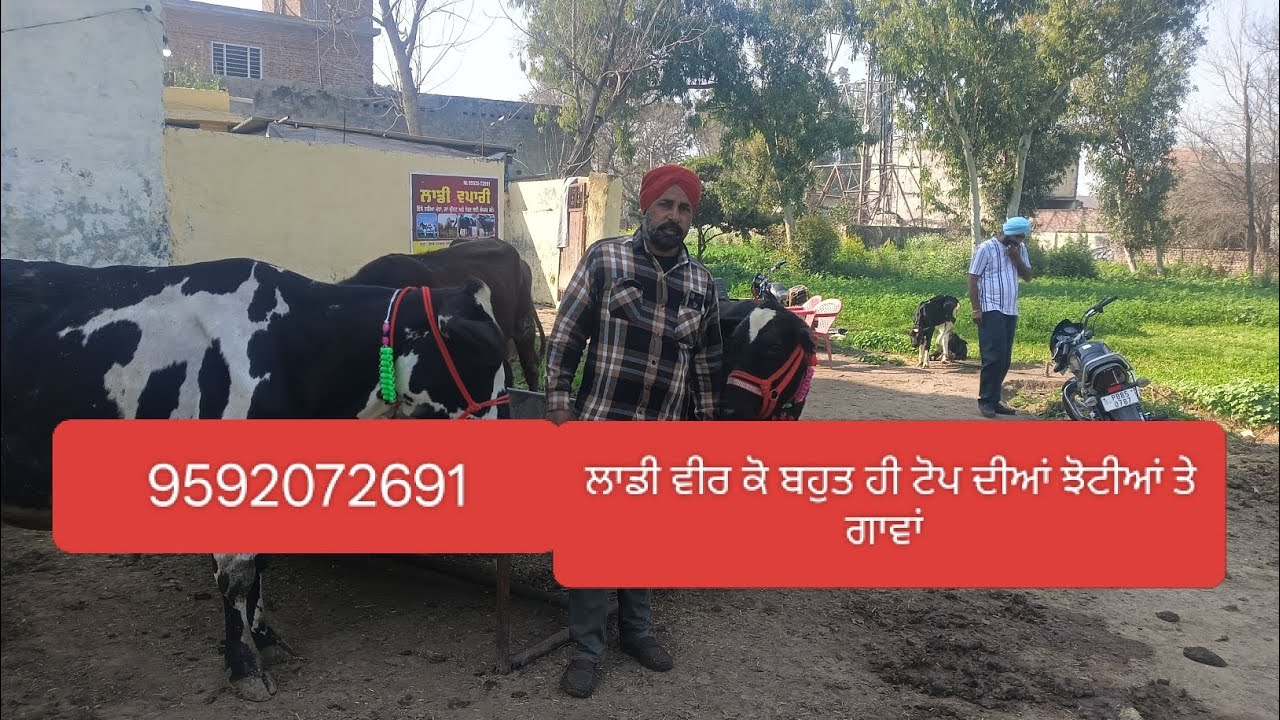 22 February 2026 9592072691 ਵੀਰ ਲਾਡੀ ਦੇ ਕੋਲ ਬਹੁਤ ਹੀ ਟੋਪ ਦੀਆਂ ਗਾਵਾਂ ਤੇ ਮੱਝਾਂ 