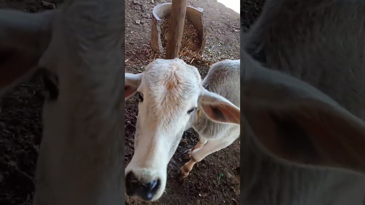#narendramodi #cows #gomata #donation