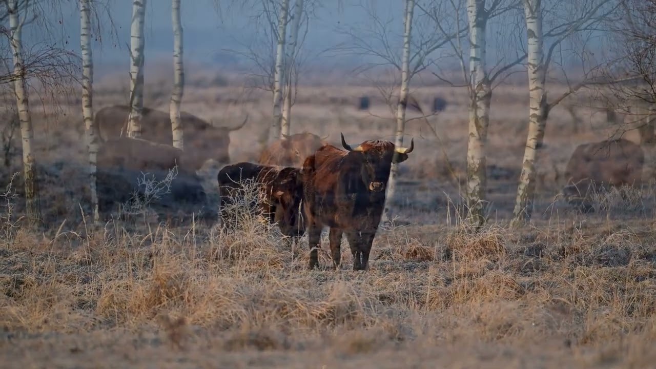 Pratuři _Traviny 2025