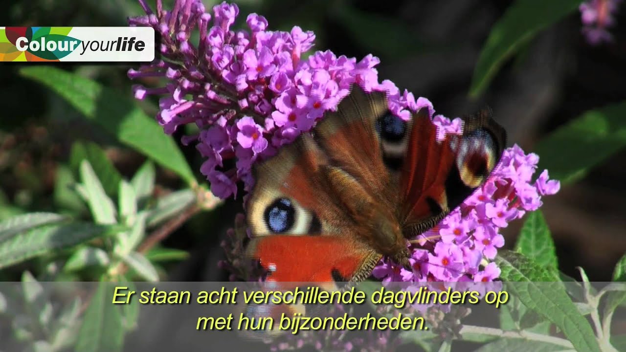 Terras Buddleja, winnaar Colour your Life Award Plantarium 2011