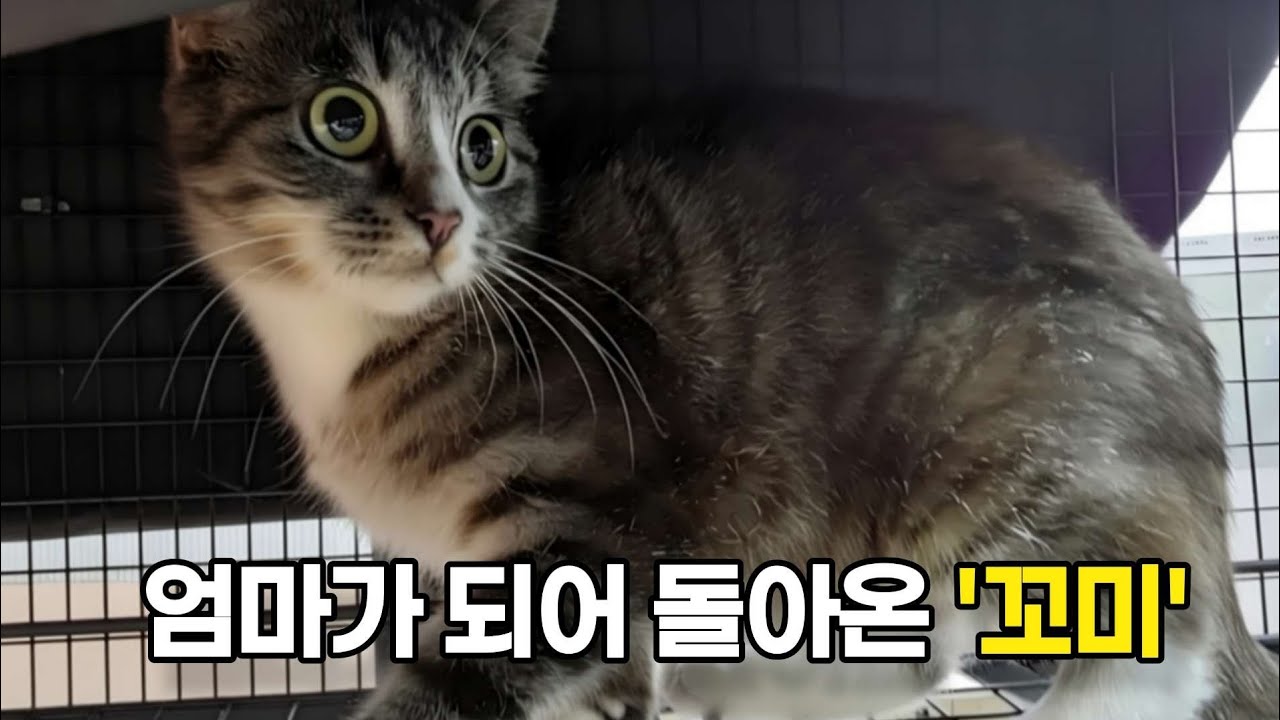 사라졌던 꼬미, 4개월 만에 새끼들과 함께 나타났어요. #길고양이#가족#아기고양이