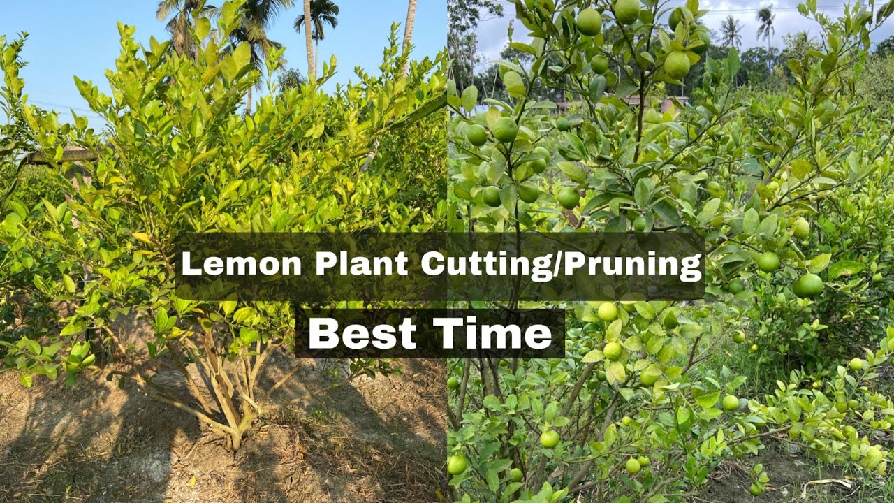 Best Way to Cutting / Pruning Lemon 🍋 Plant || Best Time for Cutting & How to Apply Fertiliser