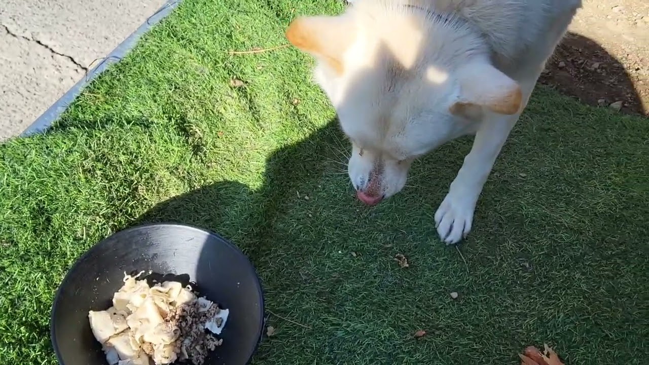 #강아지