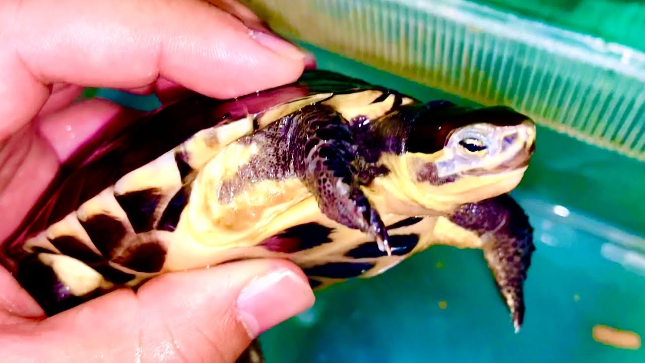 ［長編］ヤマミー自慢のカメ9種紹介！ハコガメ登場します！