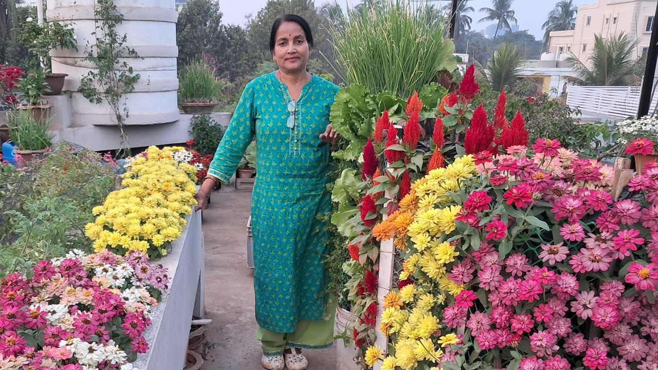 ଆସନ୍ତୁ ବୁଲିଯିବା ମୋ ଛାତ ବଗିଚା । ଶୀତଦିନିଆ ଫୁଲ ଓ ପନିପରିବା । Vegetable Harvesting | Terrace Garden