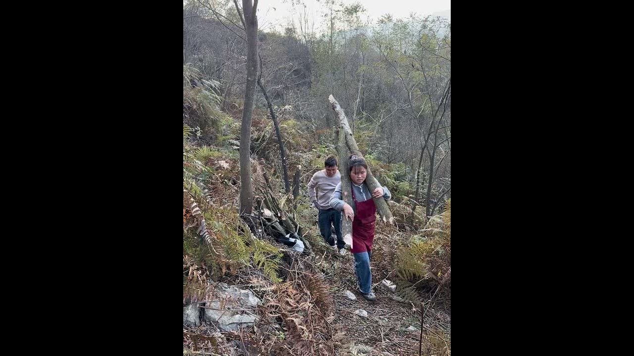 又到一年要准备熏腊肉的季节了、今年上山来准备柴火又熏腊肉过年了、趁现在好多人还没有就赶紧做第一批上山砍柴火的人，  一年过得好快好像做了很多事情又好像没有做什么、 #我的乡村生活 #记录真实生活 #