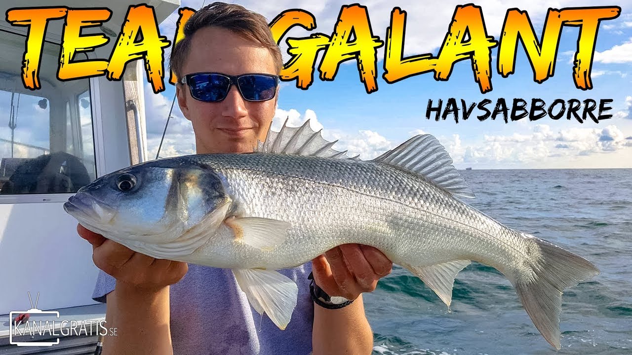 Spinnfiske efter Stor Havsabborre | Team Galant (Svensk Undertext)