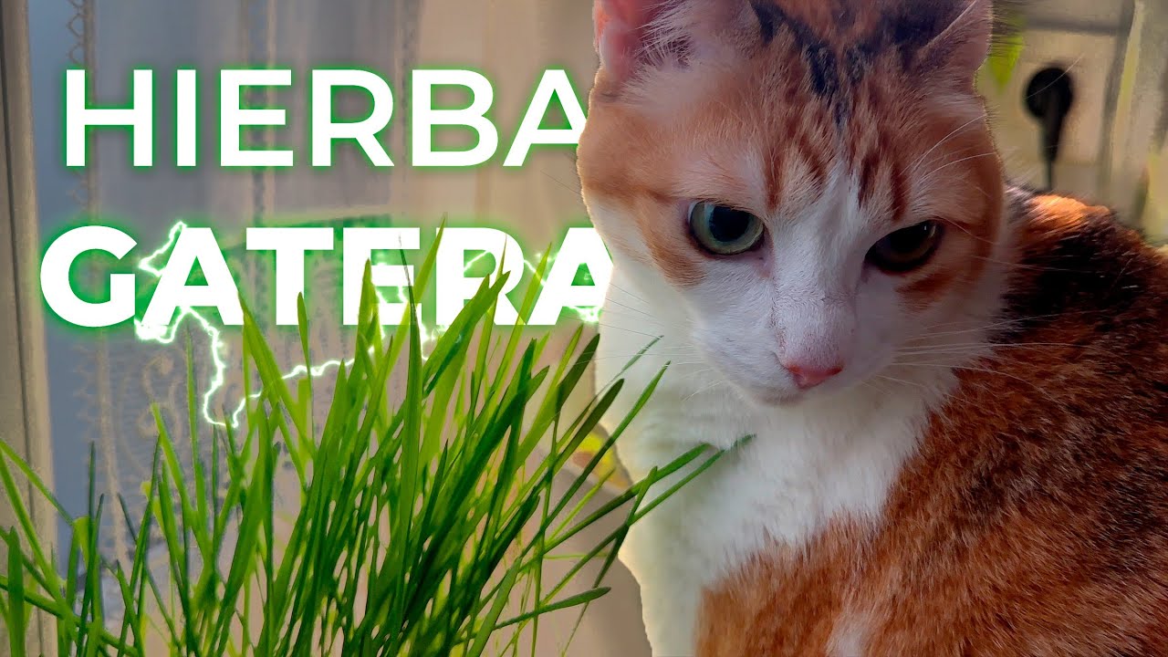 Cómo Sembrar Hierba Gatera En Casa 🏠🙀